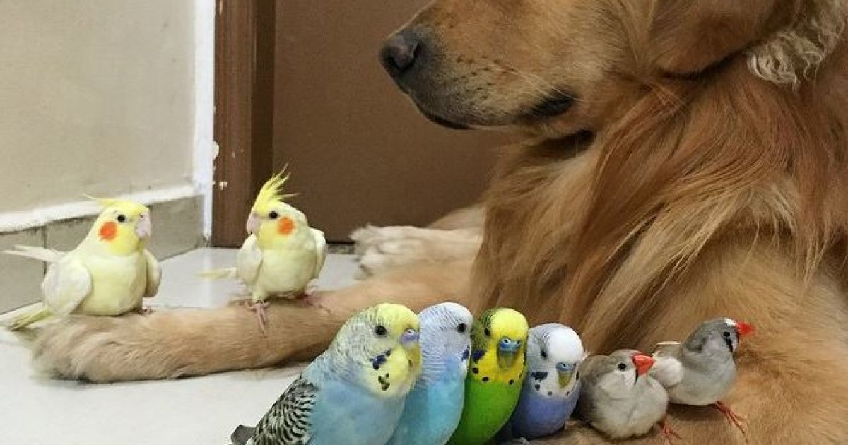 Боб фотографируется в окружении других животных / © Instagram/bob_goldenretriever