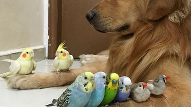 Боб фотографируется в окружении других животных / © Instagram/bob_goldenretriever