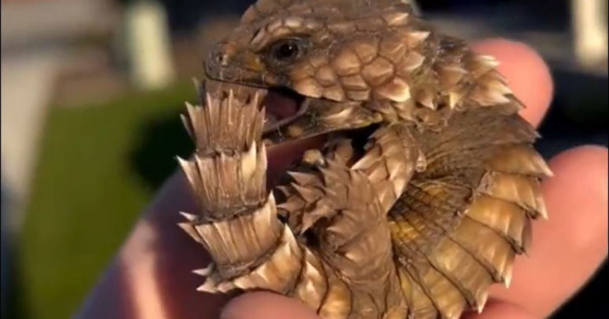 Ouroborus cataphractus згортається у кільце і кусає свій хвіст, якщо відчуває небезпеку