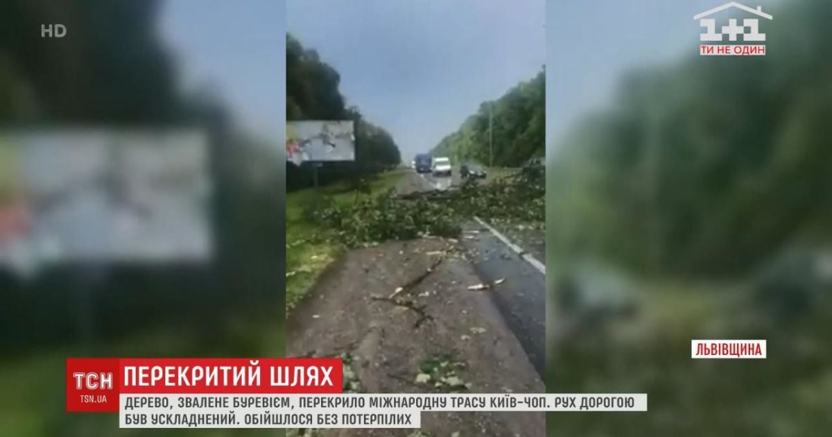 Во Львовской области ураган повалил дерево на трассу Киев-Чоп - новости Украины — Украина