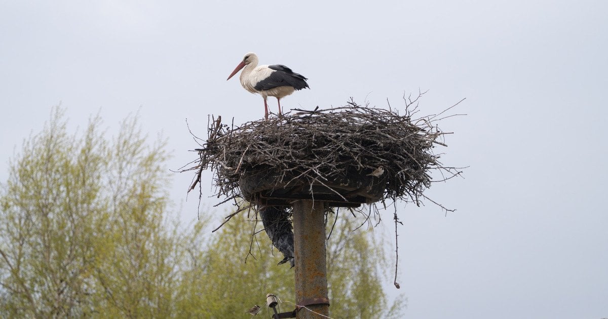 Лелека Збися гніздується в Україні
