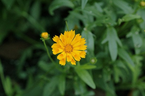 Дворічний кореопсис / © unsplash.com