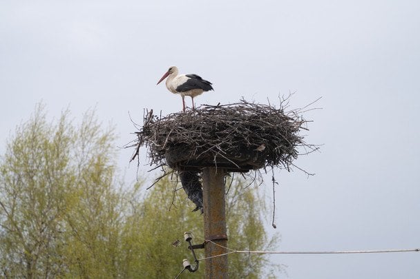 Лелека Збися змінила Польщу на Україну: що відомо про унікальну міграцію