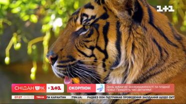 Кошки не умеющие мурлыкать: интересные факты о тиграх