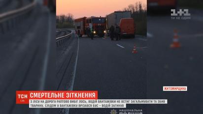 Унаслідок подвійної аварії на трасі Київ-Чоп загинули чоловік і лось