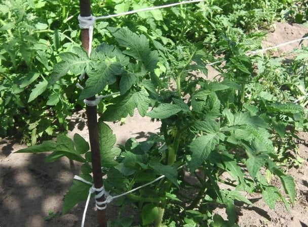 Способи підв’язування томатів