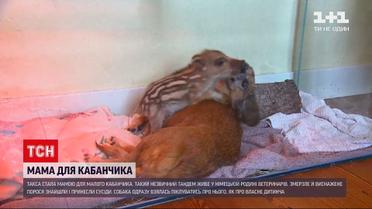 Новини світу: у Німеччині такса стала мамою для кабанчика