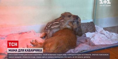 Новини світу: у Німеччині такса стала мамою для кабанчика