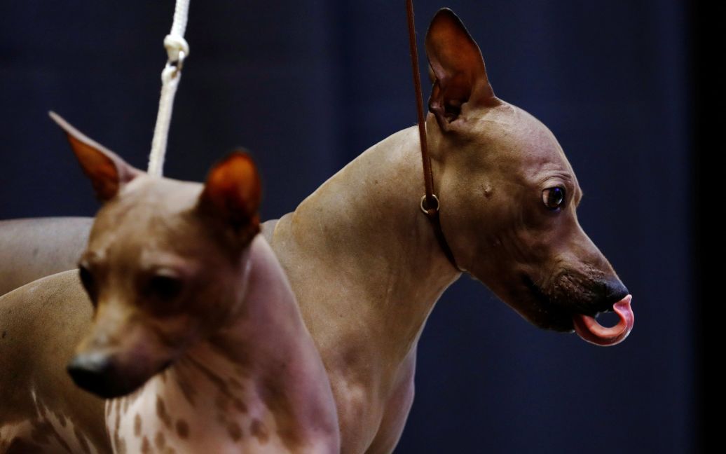 Американський голий тер&#039;єр лиже свій ніс на виставці собак у Нью-Йорку, США. / © Reuters