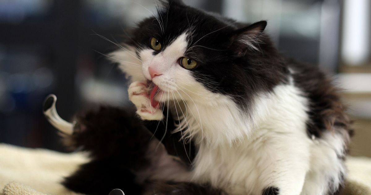 Котик Пух