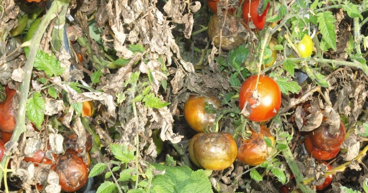 Фурацилін для помідорів