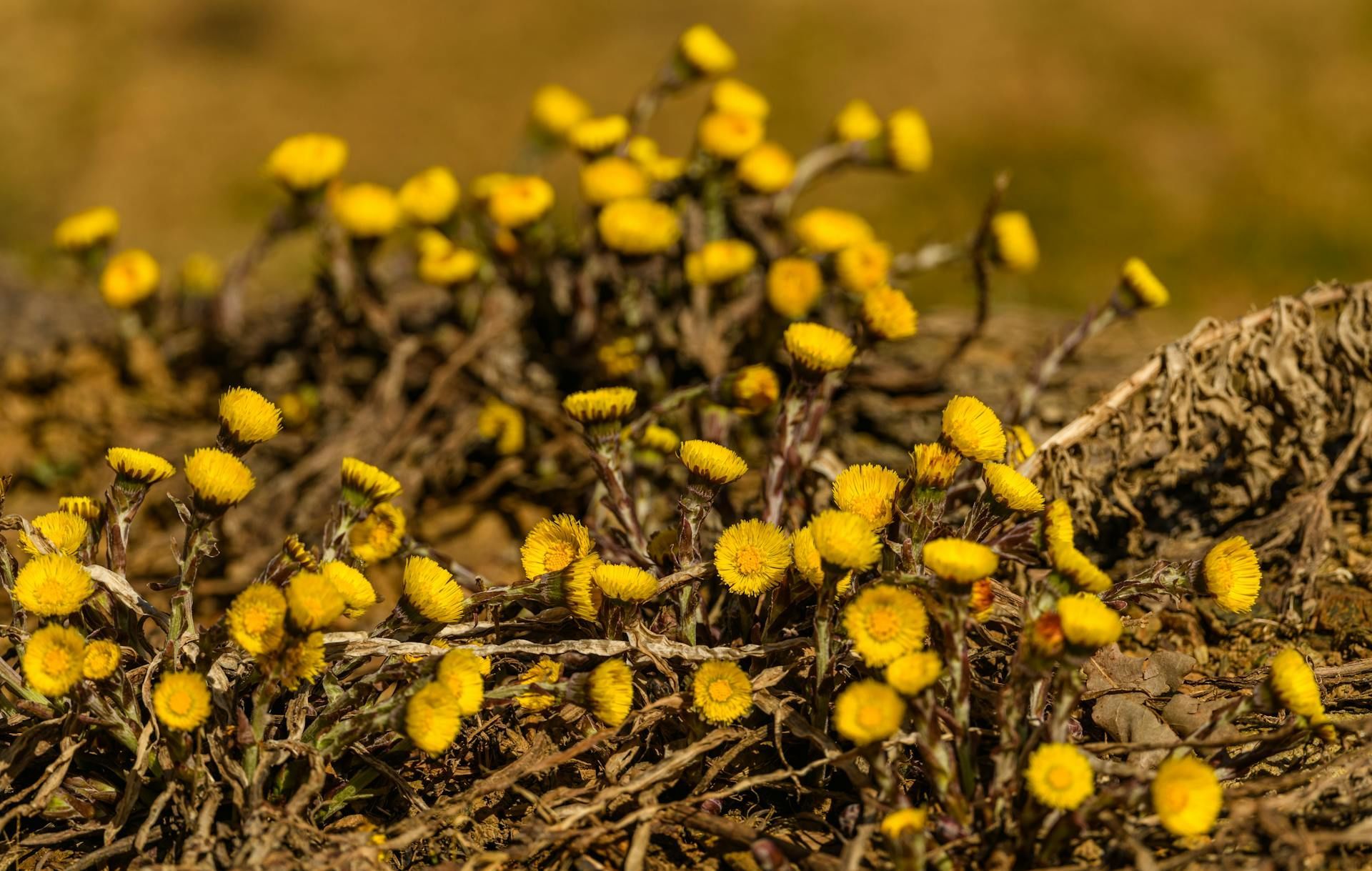 Народні прикмети 28 березня / © Pexels