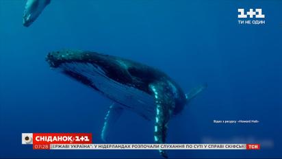 Захопливі факти про горбатого кита
