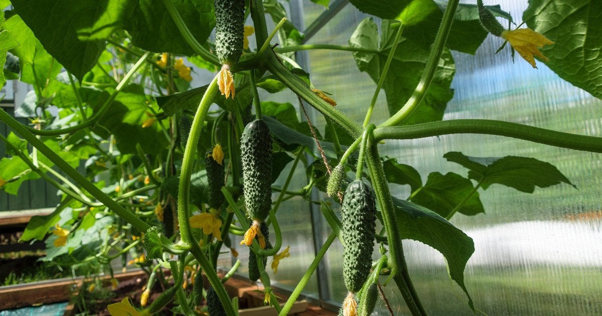 Найкращий метод садіння огірків