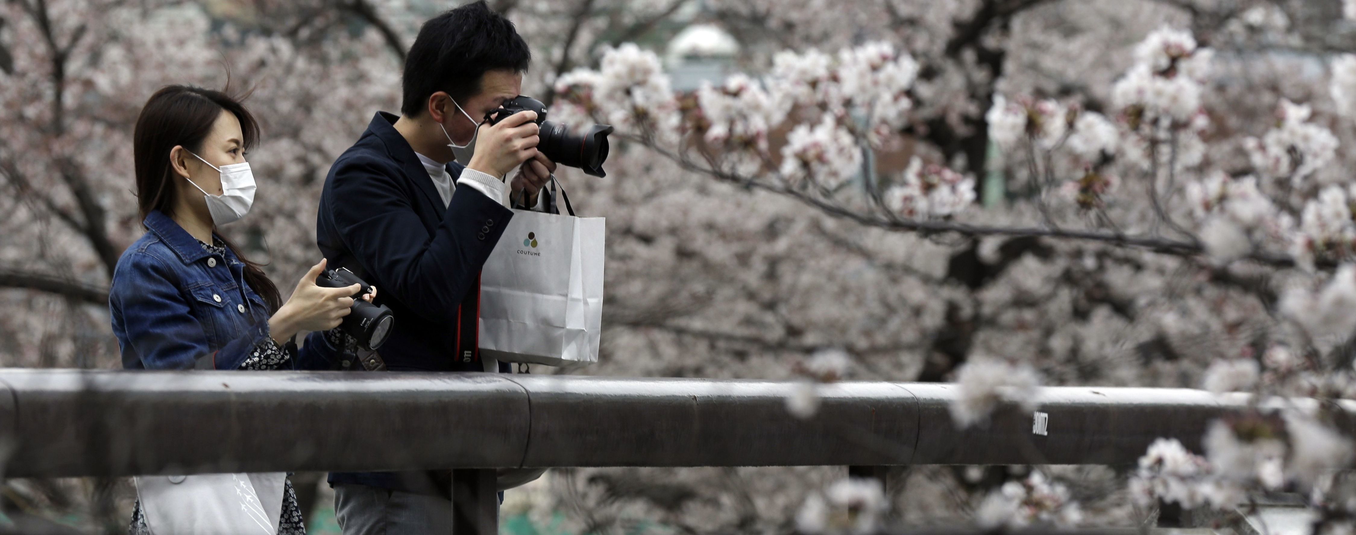 В Японии зацвела сакура: власти Токио закрыли парки из-за коронавируса