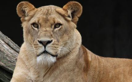 В американском зоопарке лев сбежал из клетки и убил 22-летнюю девушку