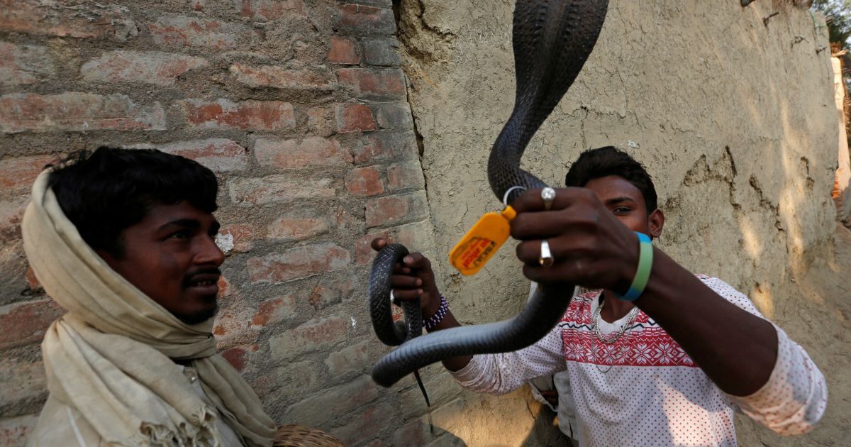 Діти бавляться зі зміями в Індії_4 / © Reuters