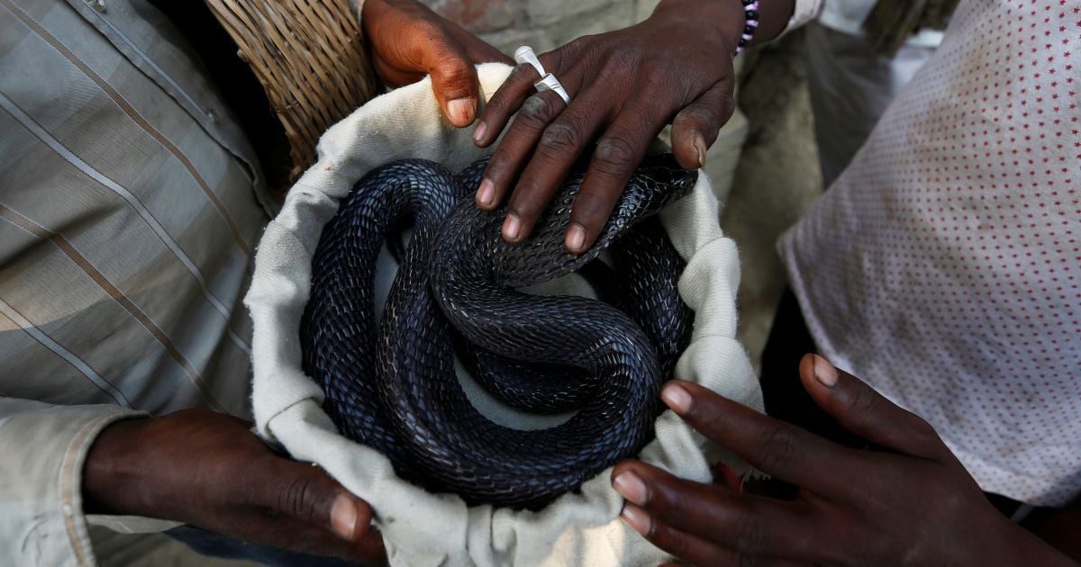 Діти бавляться зі зміями в Індії_3 / © Reuters