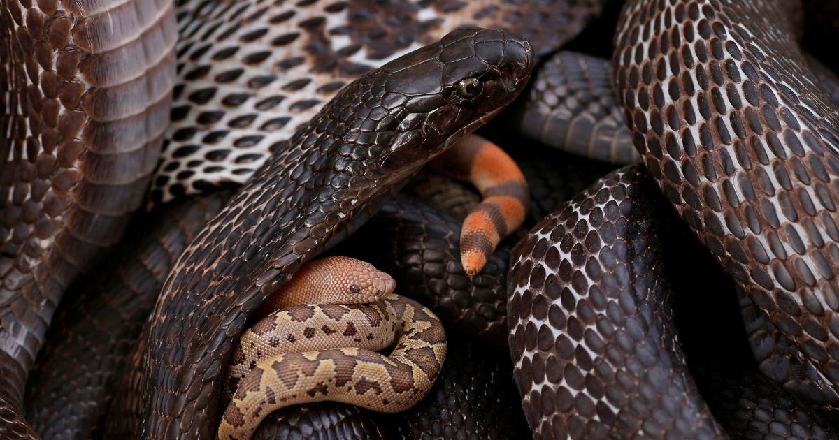 Діти бавляться зі зміями в Індії_5 / © Reuters