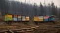 Химическая атака на Житомирщине: пчелы крестьян вымерли за сутки