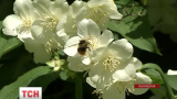 Во Львовской области мужчина погиб от укусов пчел