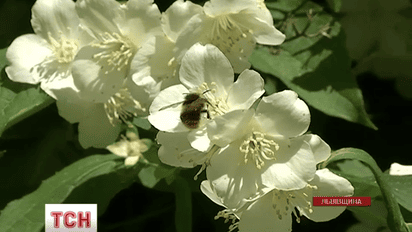 Во Львовской области мужчина погиб от укусов пчел