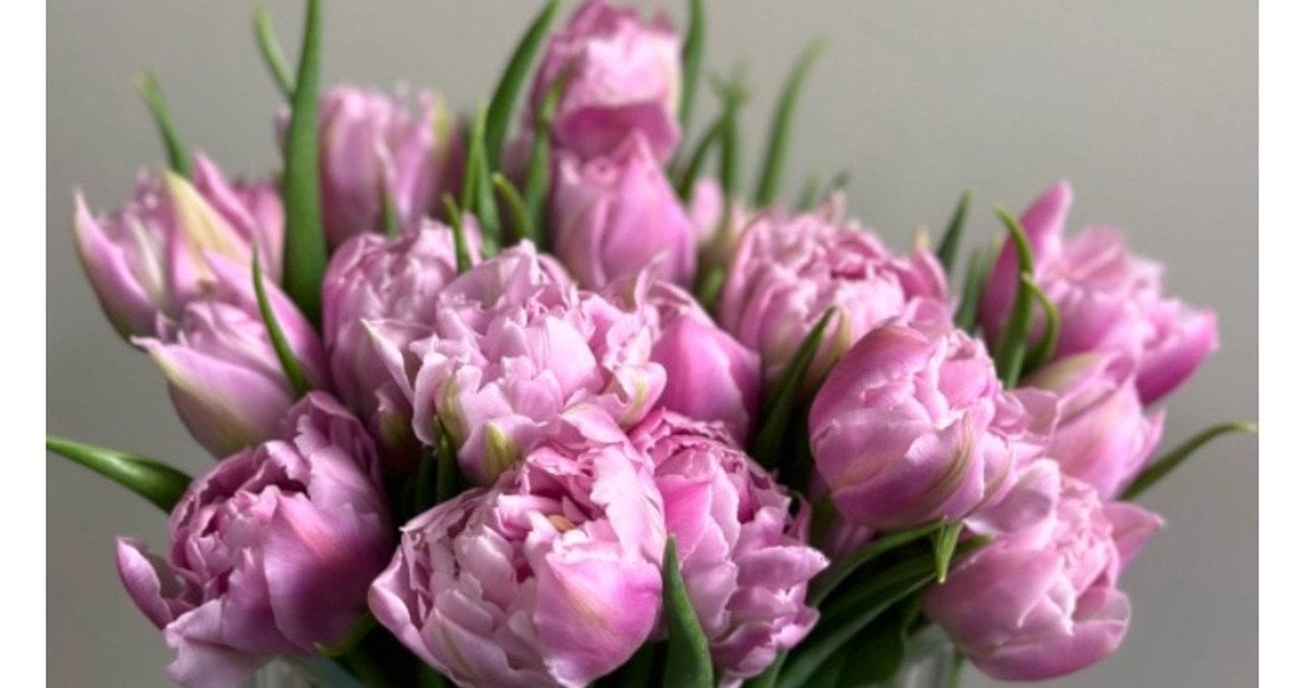 Как ухаживать за тюльпанами в вазе