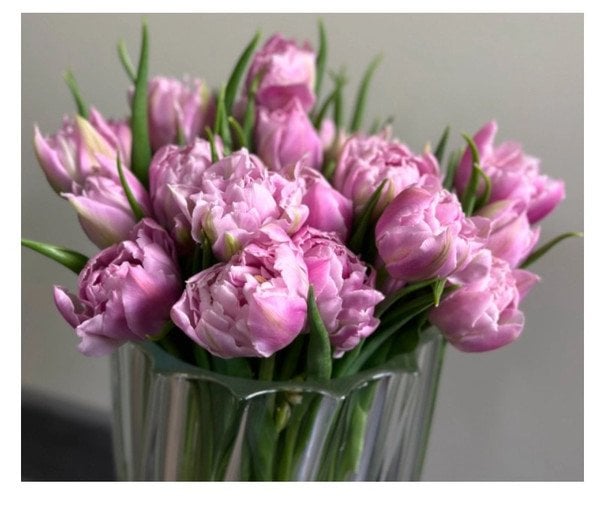 Як доглядати за тюльпанами у вазі: як найдовше зберегти їх свіжими