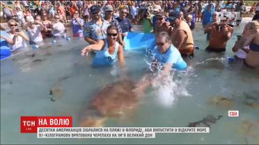 В штате Флорида выпустили в море 91-килограммовую черепаху