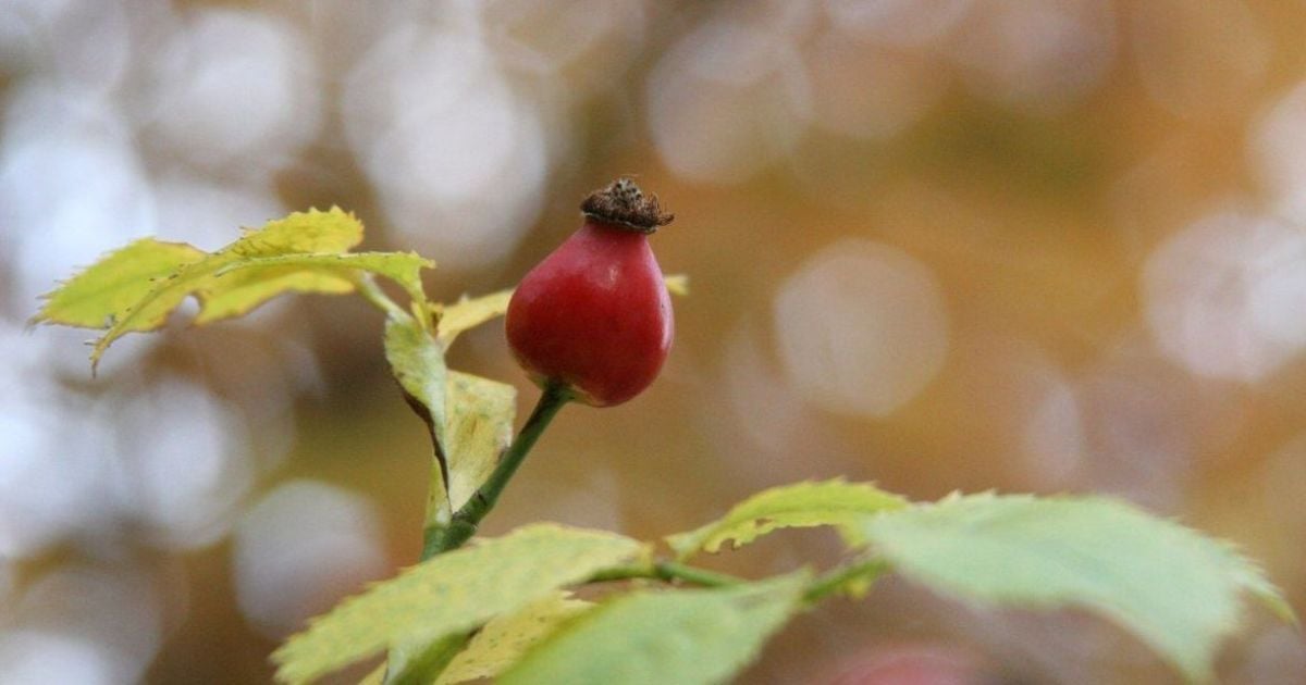 Сухо і доволі тепло: прогноз погоди в Україні на вівторок, 28 вересня