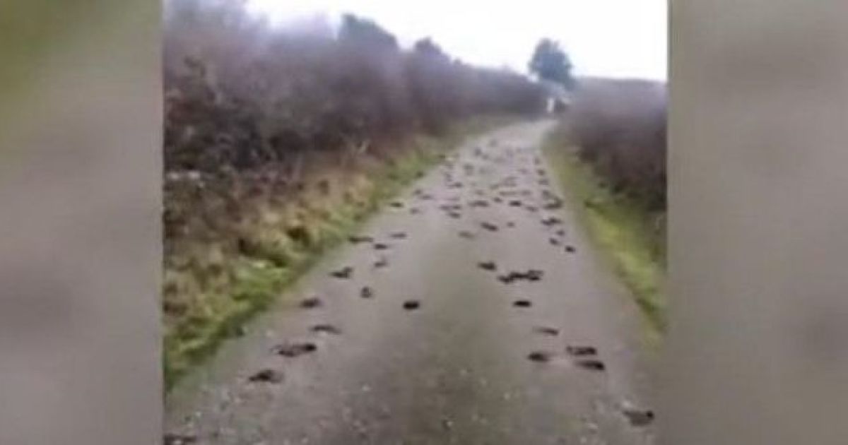 Британец снял на видео сотни мертвых скворцов на сельской дороге