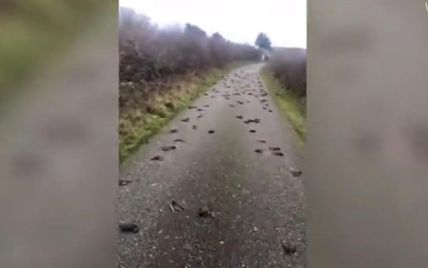 Британец снял на видео сотни мертвых скворцов на сельской дороге
