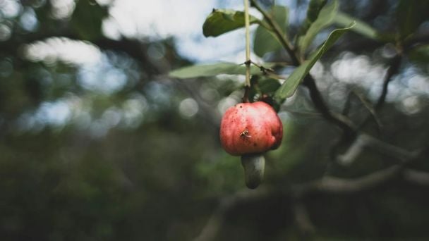 Ось такий вигляд має яблуко кеш'ю / © Unsplash