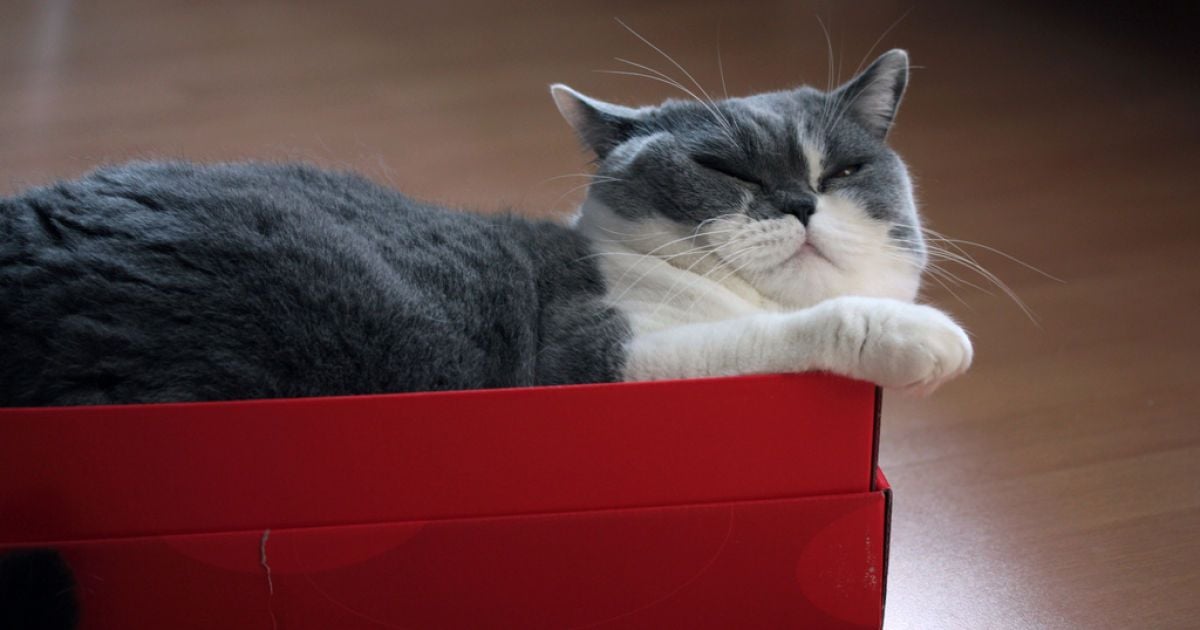 Кот в коробке