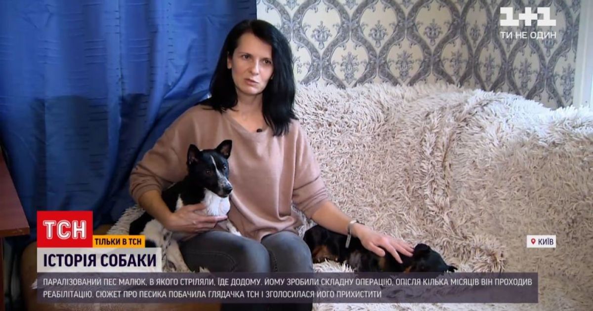 Чуткое сердце: парализованный песик с Полтавщины нашел новую хозяйку