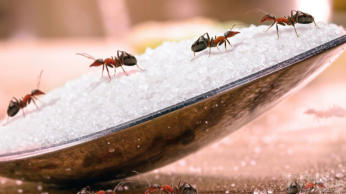 Природні засоби боротьби з мурахами