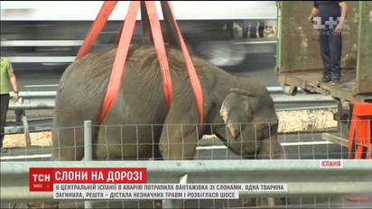 В Испании цирковой грузовик со слонами попал в аварию