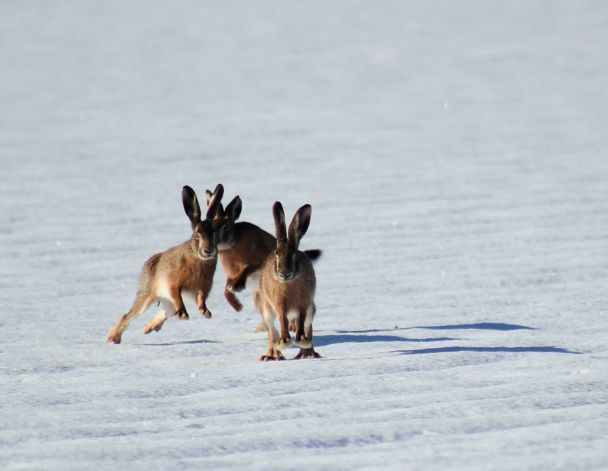 Якщо 16 січня біля будинку побачити зайця, скоро похолодає / © Pexels