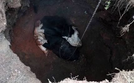 В Кривом Роге тринадцать спасателей освобождали из подземелья корову