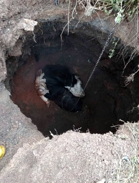 У Кривому Розі тринадцятеро рятувальників визволяли з підземелля корову