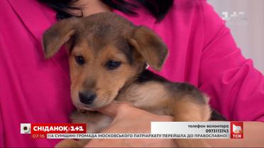 Щенки ищут дом
