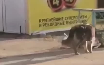 Мережу замилувало відео з безпритульним псом, який відв’язує породистого собаку