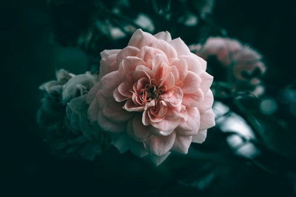 День ангела 10 декабря — душевные поздравления в прозе / © unsplash.com