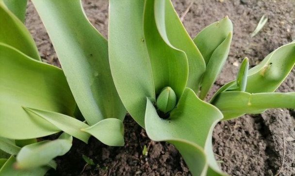 Чим підживити тюльпани навесні для довшого, яскравого цвітіння