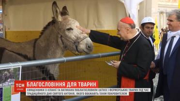 В Іспанії священики благословили хатніх та фермерських тварин