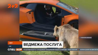 Домашний медведь арабского шейха оторвал двери его "Lamborghini"