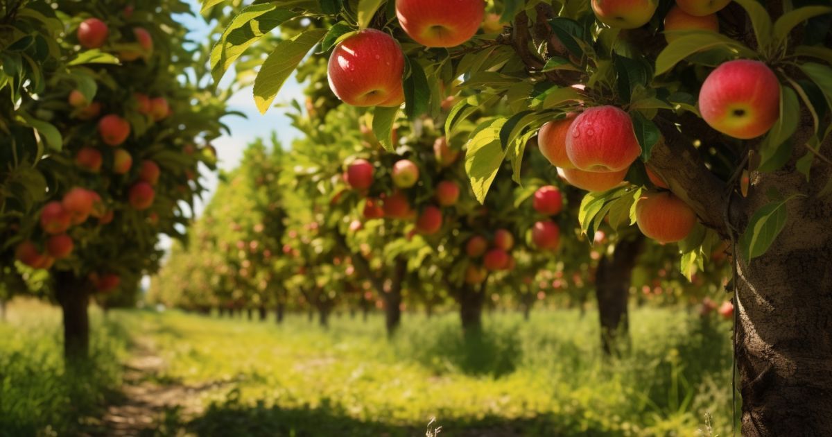 Які найкращі яблуні для українського саду