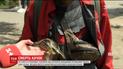 На озере в Киеве отравили диких уток