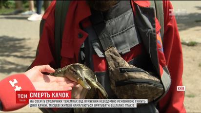 На озере в Киеве отравили диких уток