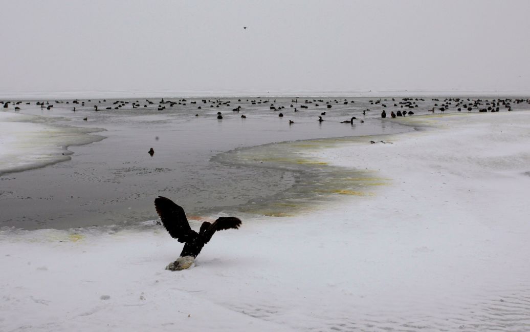 Птица с замороженными перьями пытается взлететь на замерзшем озере Дойран, Македония. / © Reuters